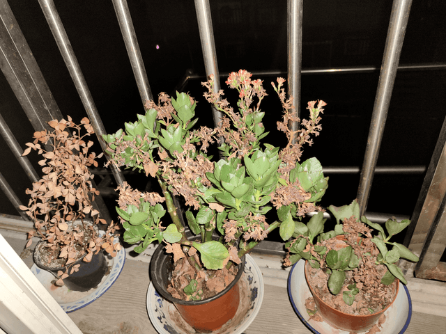 上家留下来的花儿