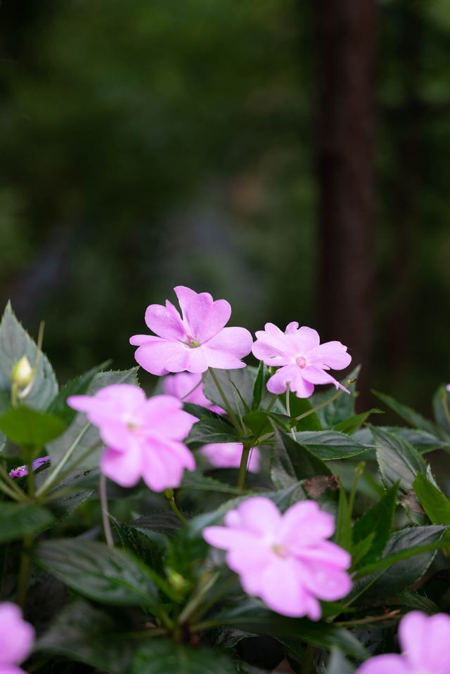 花朵