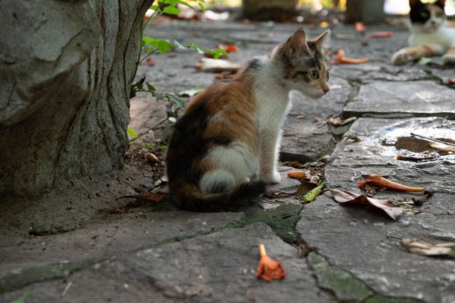 猫咪2